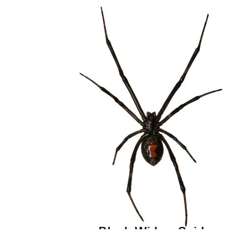 Spider control Raleigh NC