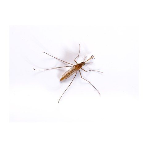 Mosquito Raleigh NC