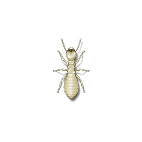 Eastern subterranean termite Raleigh NC