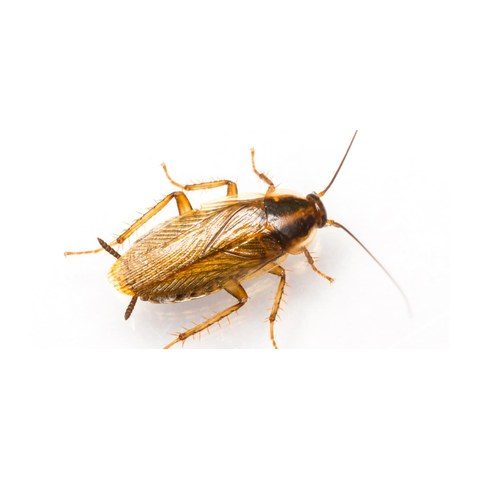 German cockroach Raleigh NC