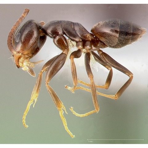Odorous house ant Raleigh NC