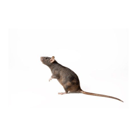Rodent control Raleigh NC
