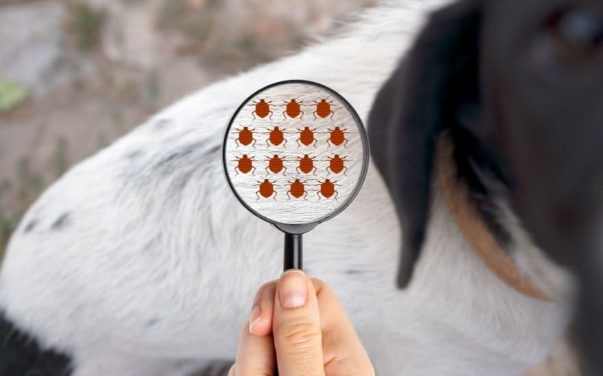 Vinx_Flea_and_Tick_Control_Interior