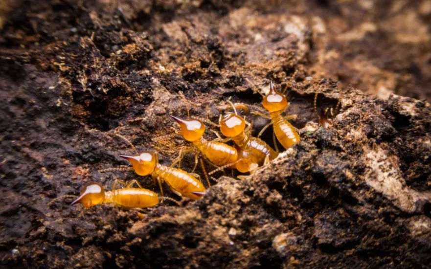 Vinx_Termite_Control_Interior