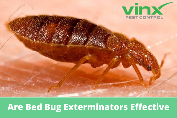 Are-Bed-Bug-Exterminators-Effective