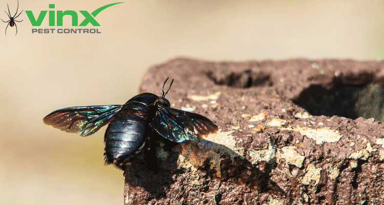 How to Get Rid of Carpenter Bees