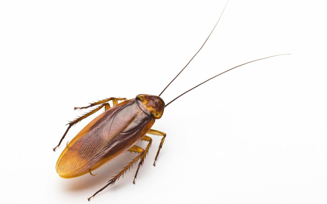 Restaurant Owner’s Guide To Cockroach Prevention