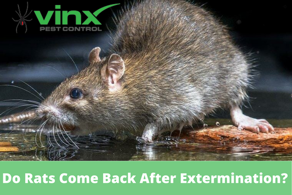 Do Rats Come Back After Extermination?