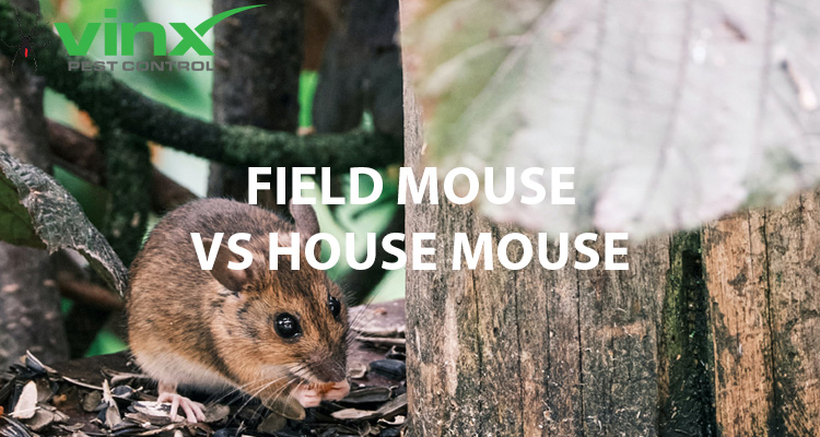 Field-Mouse-vs-House-Mouse