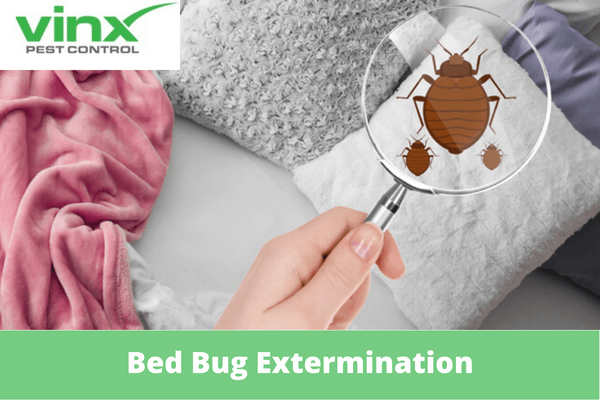How Long Does Bed Bug Extermination Take How Long Does Bed Bug Extermination Take