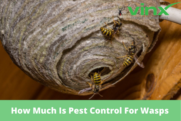 How-Much-Is-Pest-Control-For-Wasps