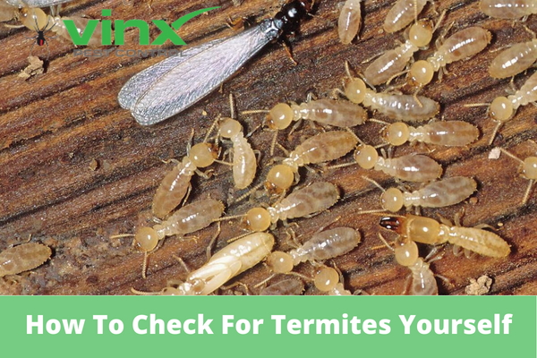 How-To-Check-For-Termites-Yourself-1