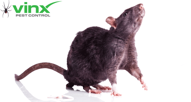 How to Catch A Rat
