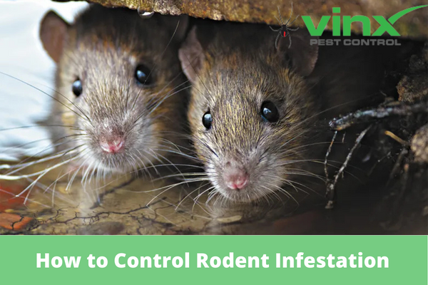 How-to-Control-Rodent-Infestation