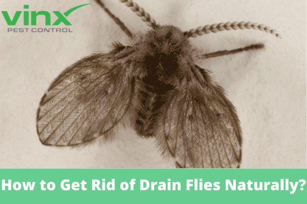 How to Get Rid of Drain Flies Naturally