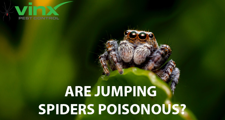 Are Jumping Spiders Poisonous?