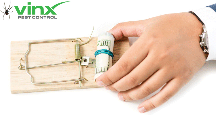 How Much Does An Exterminator Cost For Mice? | Everything You Need To Know