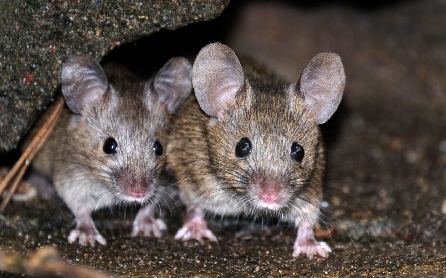 Can I Get Rid of Mice on My Own?