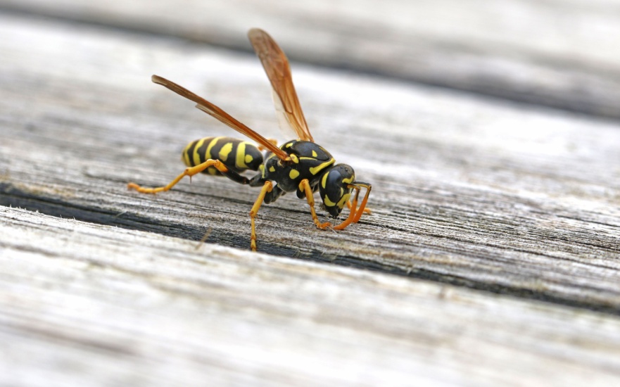 Best Wasp Exterminators in Dallas, TX Best Wasp Exterminators in Dallas, TX