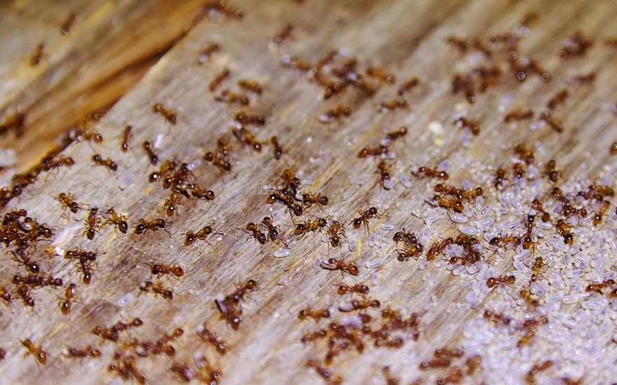 What Should I Do If I Have an Ant Problem in My Home? What Should I Do If I Have an Ant Problem in My Home?