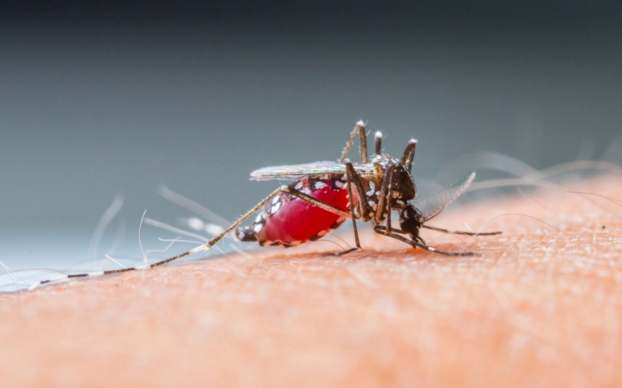 Best Mosquito Exterminators in Dallas, TX