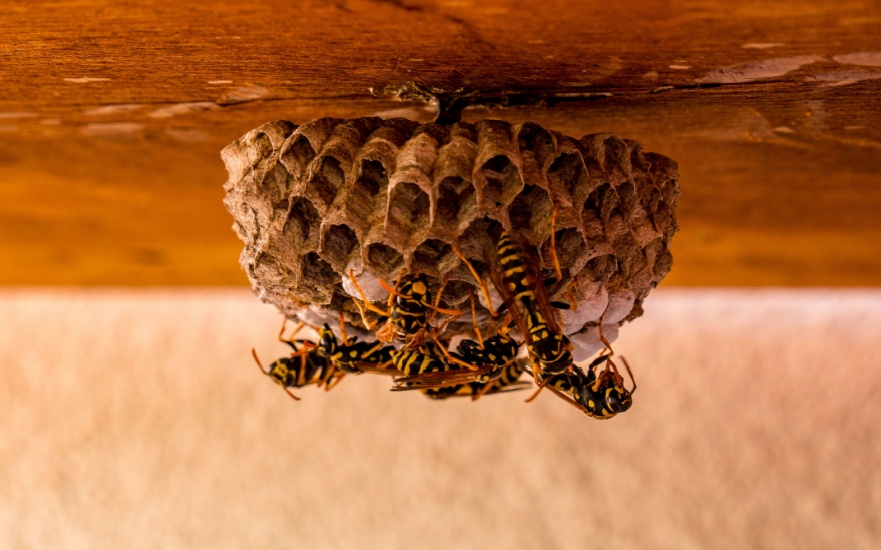 Are Wasps Dangerous? Are Wasps Dangerous?