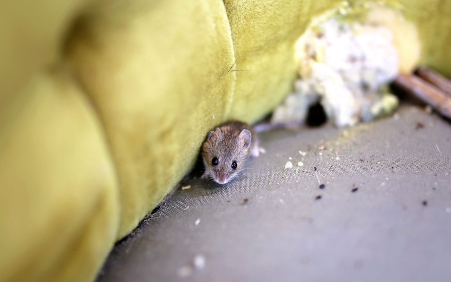 How to Prevent Mice from Invading Your Home