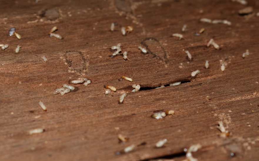 Termite Inspections in Dallas, TX Termite Inspections in Dallas, TX