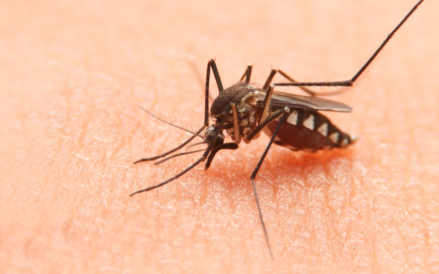 Mosquito Problems in Dallas, TX