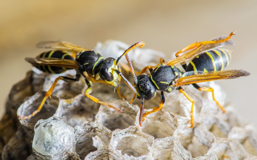 Are Wasps a Common Problem in Dallas, TX? Are Wasps a Common Problem in Dallas, TX?