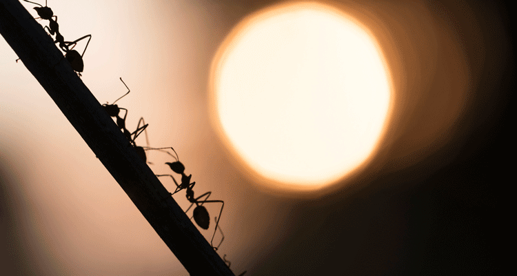 What If I’m Still Seeing Bugs After Getting Pest Control?