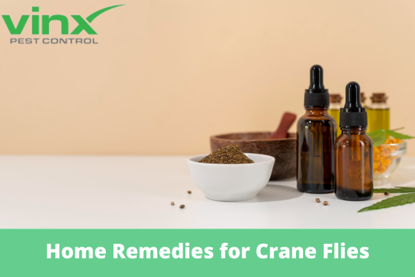 What Are Home Remedies for Crane Flies