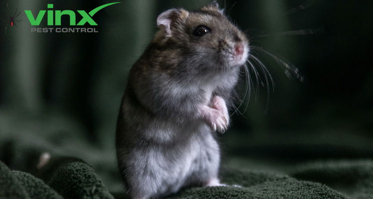 What Do Mouse Droppings Look Like?