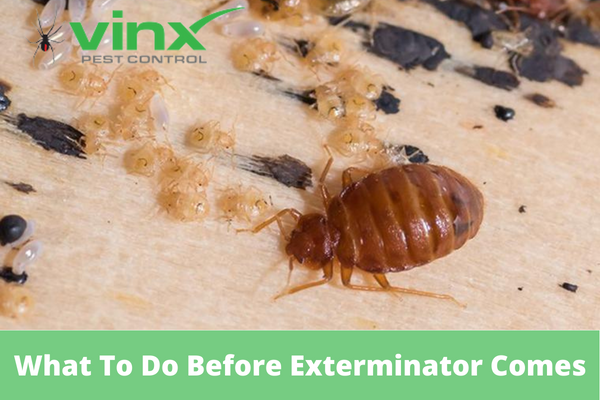 What-To-Do-Before-Exterminator-Comes