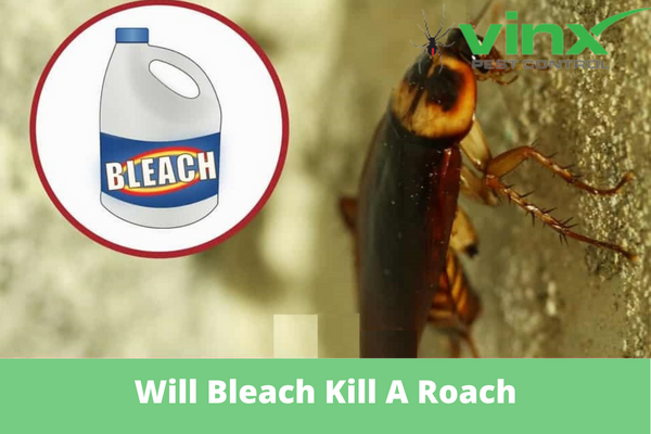 Will-Bleach-Kill-A-Roach