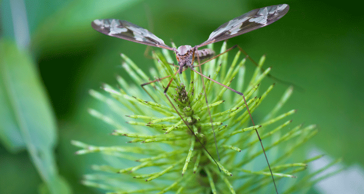 Do Mosquito Hawks Eat Mosquitos?