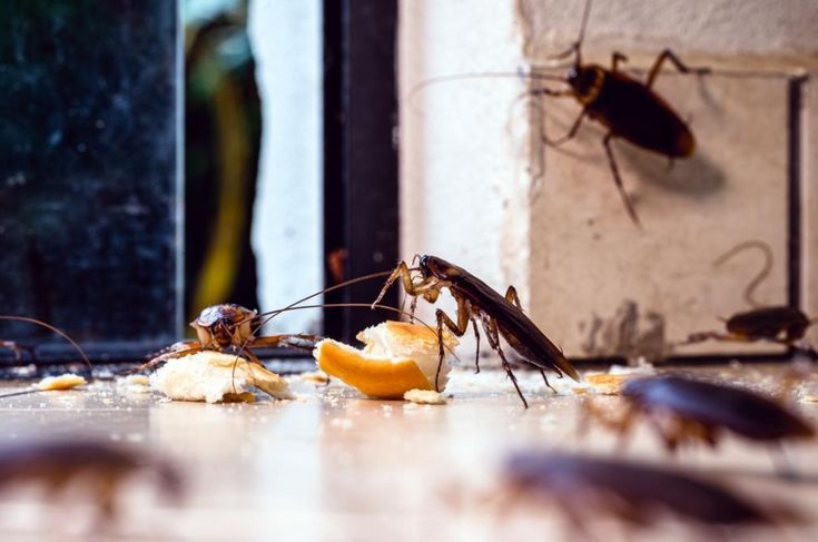 How To Keep Cockroaches Away For Good